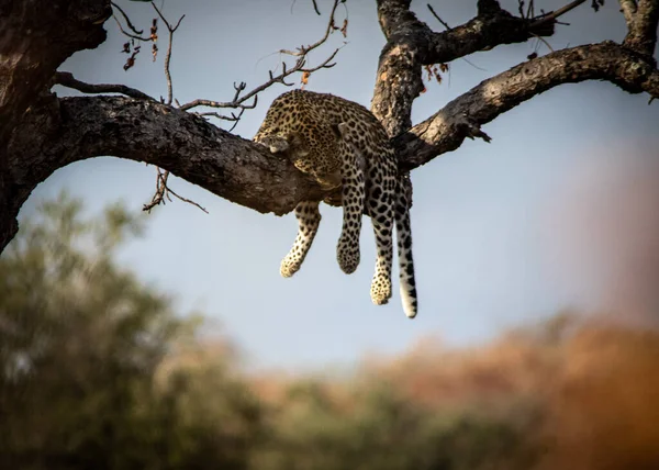 Леопард Савані Африки — стокове фото