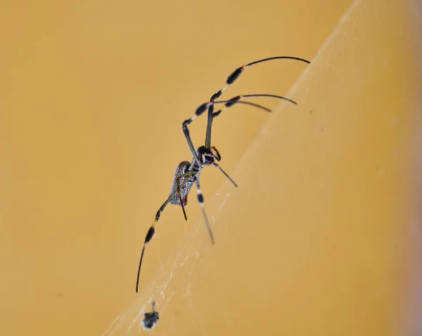 Perto Uma Aranha Ramo — Fotografia de Stock