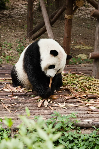 Panda Géant Mangeant Bambou Dans Forêt — Photo