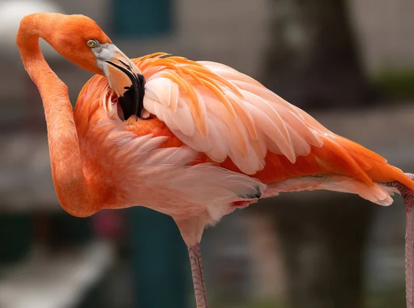 Close Pink Flamingo — Stock Photo, Image