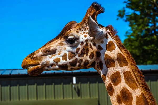 Портрет Голови Жирафа Дика Природа — стокове фото