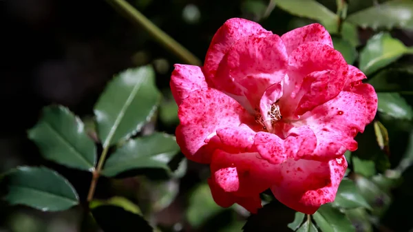 Vacker Botanisk Skott Naturliga Tapeter — Stockfoto