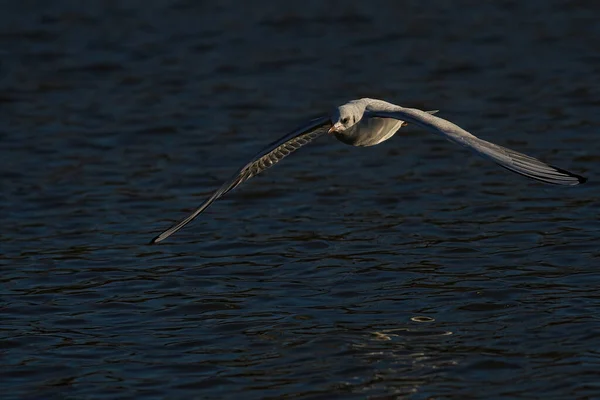 Möwe Fliegt Wasser — Stockfoto