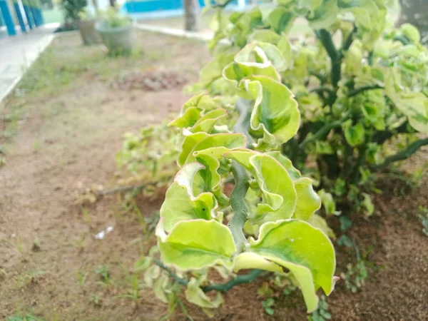 Lechuga Verde Que Crece Invernadero —  Fotos de Stock
