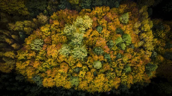 Widok Lotu Ptaka Las Jesienią — Zdjęcie stockowe