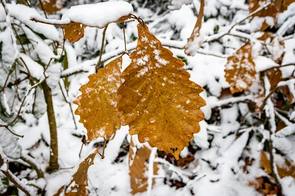 Árbol Cubierto Nieve Bosque —  Fotos de Stock