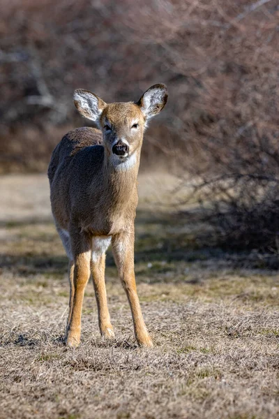 Whitetail Deer Buck Forest — Stock Photo, Image