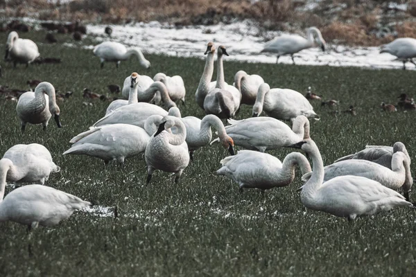 Cygnes Blancs Sur Lac — Photo