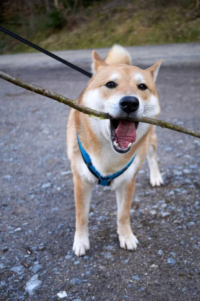 Perro Parque — Foto de Stock