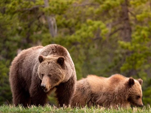 Коричневий Ведмідь Лісі — стокове фото