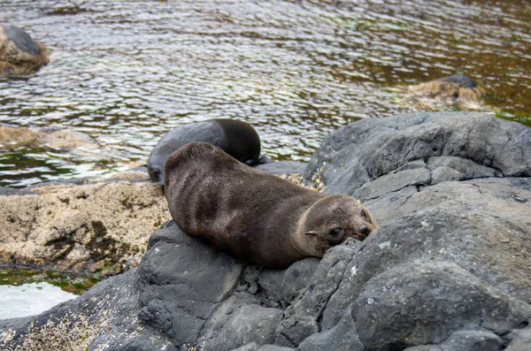 Close Seup Shot Cute Sea Lion — стоковое фото