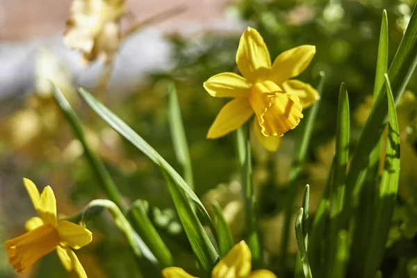 Hermosos Narcisos Amarillos Jardín —  Fotos de Stock