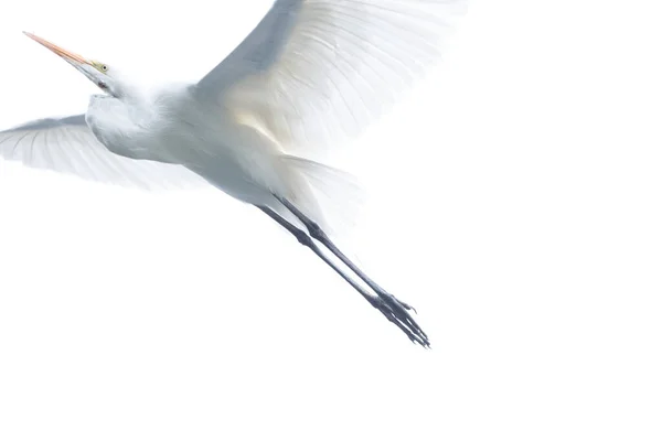 Ailes Oiseaux Blanches Isolées Sur Fond Noir — Photo