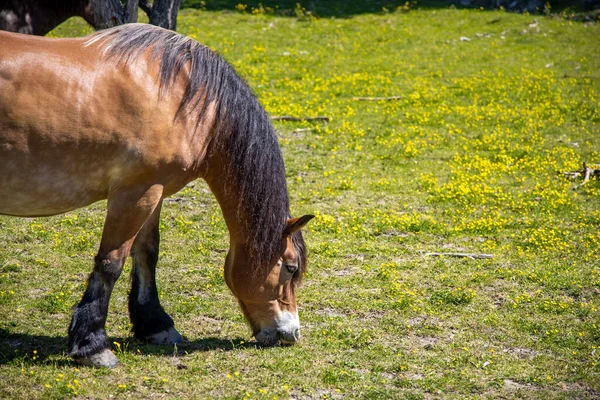 Cavallo Pascolo — Foto Stock