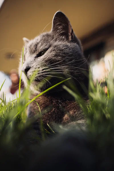 Kočka Ležící Trávě — Stock fotografie