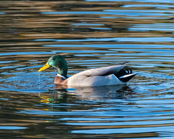 Bonito Pato Nadando Água — Fotografia de Stock