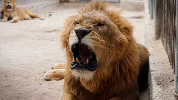 Löwe Zoo — Stockfoto