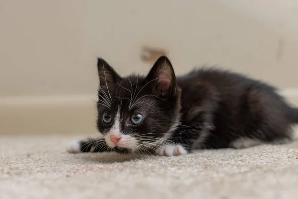 Słodkie Czarny Kot Biały Oczy — Zdjęcie stockowe