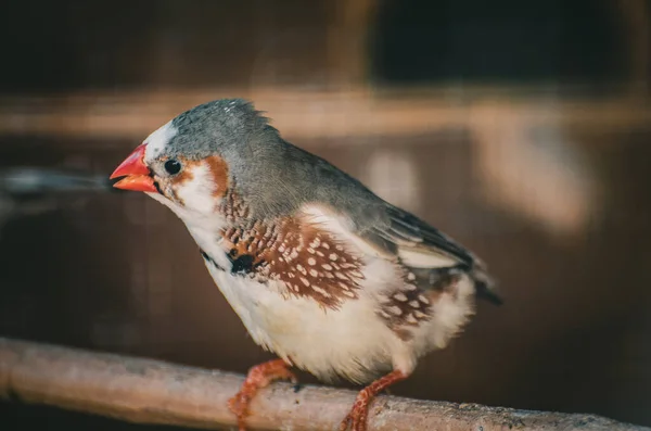 Pájaro Está Sentado Una Rama Árbol — Foto de Stock