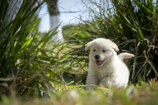 Cão Parque — Fotografia de Stock