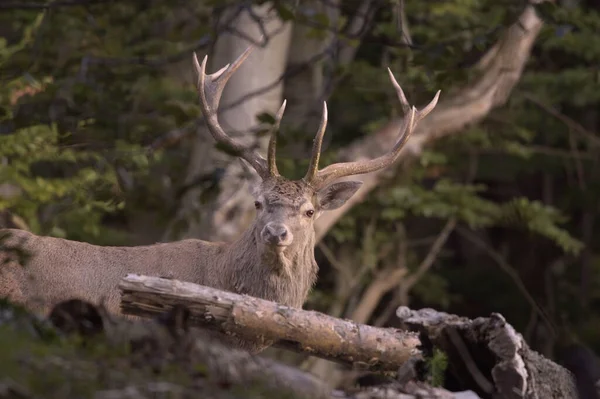 森の中で鹿のクローズアップショット — ストック写真