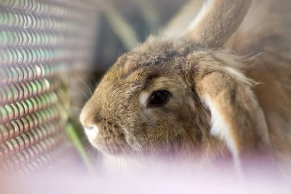 Sevimli Tavşan Gruptaki — Stok fotoğraf
