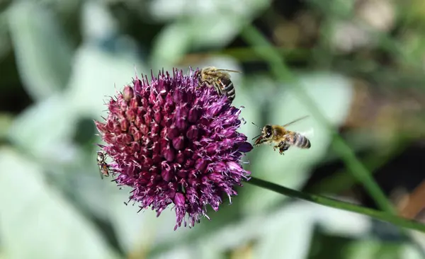 Çiçekteki Arı — Stok fotoğraf