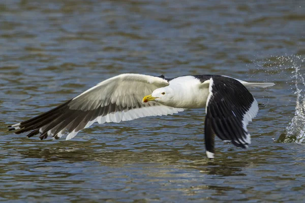 Oiseau Blanc Dans Eau — Photo