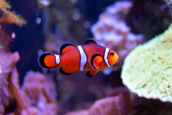 Schöne Tropische Fische Aquarium — Stockfoto