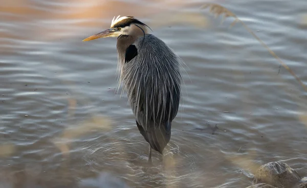 Μεγάλο Egret Στο Νερό — Φωτογραφία Αρχείου