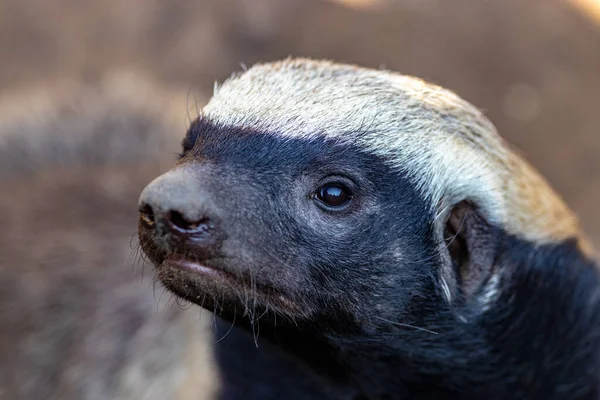 Närbild Svartögd Hund — Stockfoto