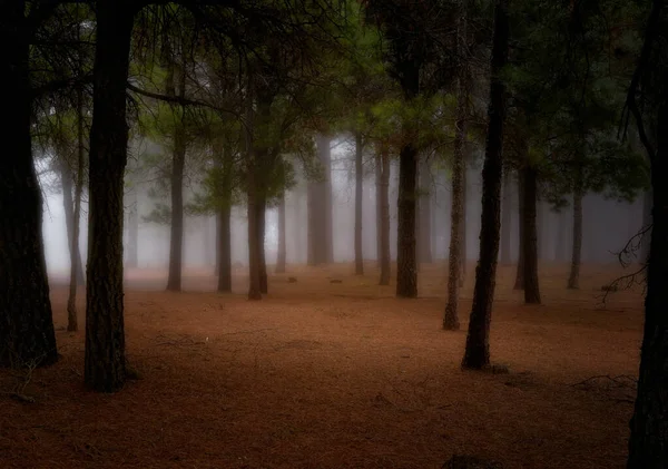 Bela Paisagem Noturna Com Árvores Folhas — Fotografia de Stock