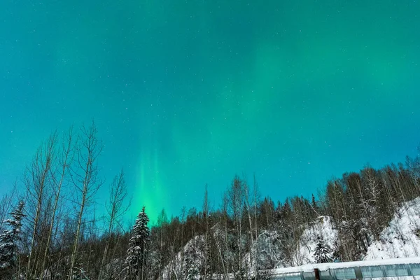 Vackert Vinterlandskap Med Snö Och Gröna Träd — Stockfoto