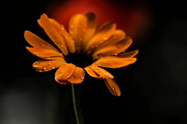 Hermosas Flores Que Crecen Jardín —  Fotos de Stock