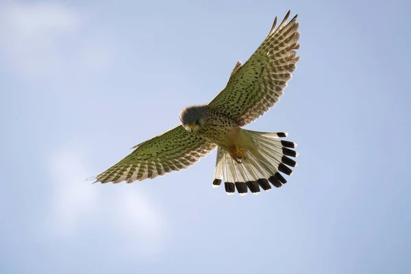 Pássaro Voando Céu — Fotografia de Stock