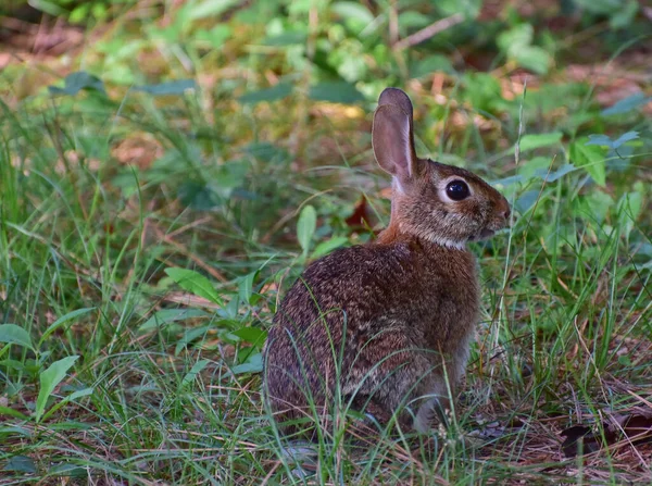 可愛いウサギのクローズアップショット — ストック写真