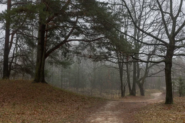 霧の中の秋の森 — ストック写真