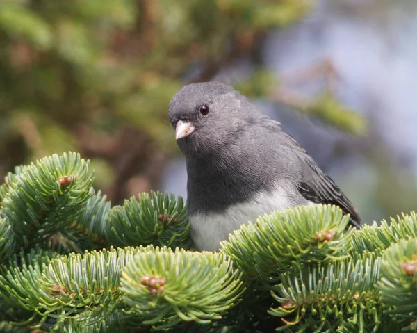 Eine Nahaufnahme Eines Schönen Vogels — Stockfoto