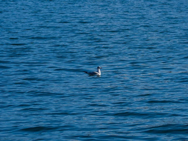 Mouette Volant Dans Eau — Photo