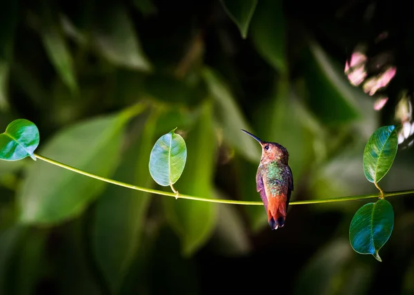 Krásný Záběr Ptáka Přírodním Prostředí — Stock fotografie