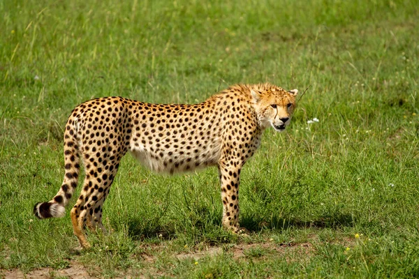 Cheetah Resting Grass Green Field — Stock Photo, Image