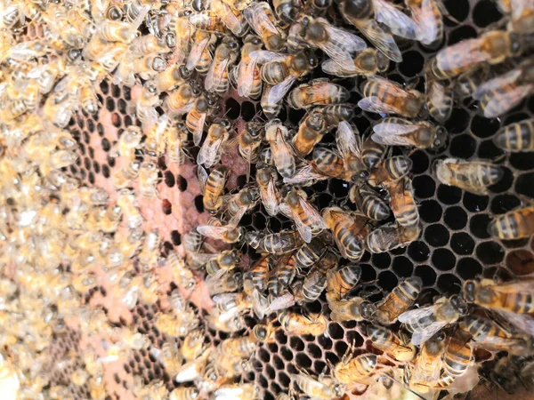 Closeup Bees Honeycomb Apiary — Stock Photo, Image