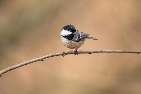 Mooie Opname Van Vogel Natuurlijke Habitat — Stockfoto