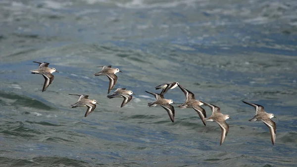 Mouettes Volant Dans Mer — Photo