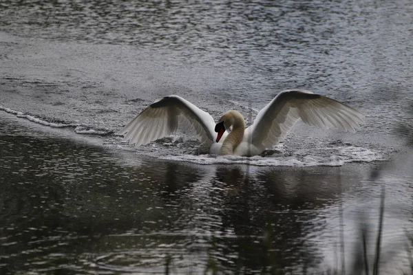 Cigno Bianco Sul Lago — Foto Stock