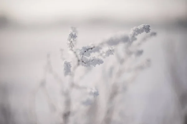 Bela Paisagem Inverno Com Neve — Fotografia de Stock