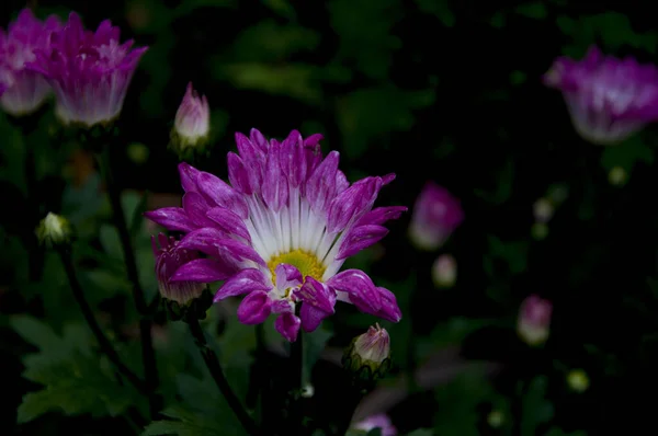 Schöne Blumen Garten — Stockfoto