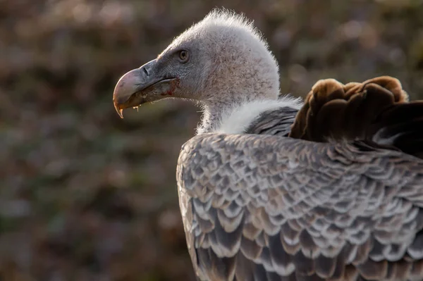 Portrait Une Belle Oie Blanche Dans Zoo — Photo