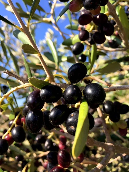 Μαύρες Ελιές Κλαδί — Φωτογραφία Αρχείου