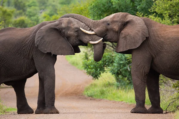 Elefantes Africanos Sabana — Foto de Stock